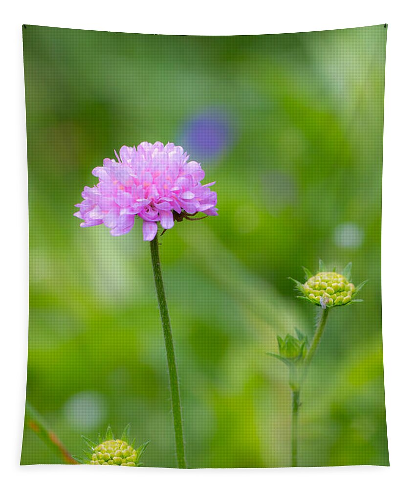 Bulgaria Tapestry featuring the photograph Field scabious Wild Flower by Jivko Nakev