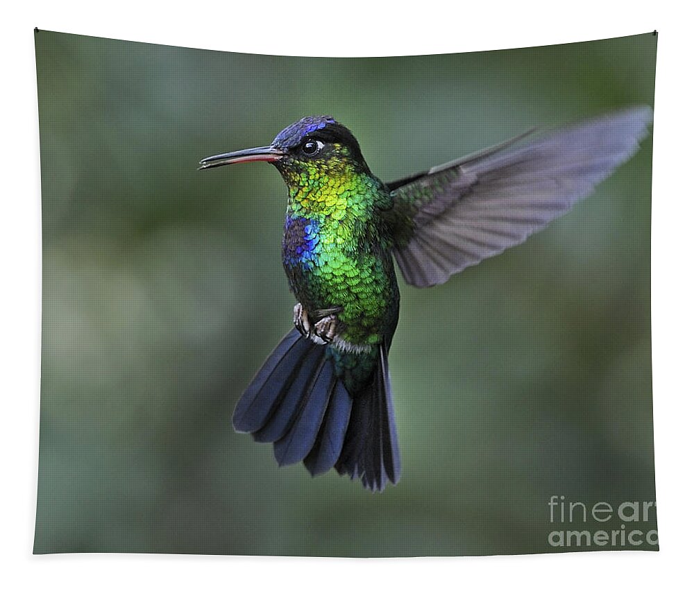 Fiery-throated Hummingbird Tapestry featuring the photograph Fiery-throated Hummingbird.. by Nina Stavlund