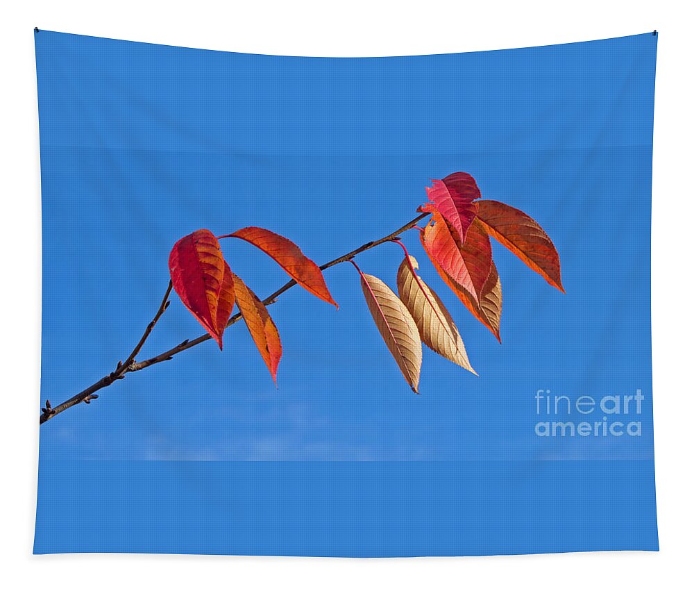 Autumn Tapestry featuring the photograph Final Fling by Ann Horn