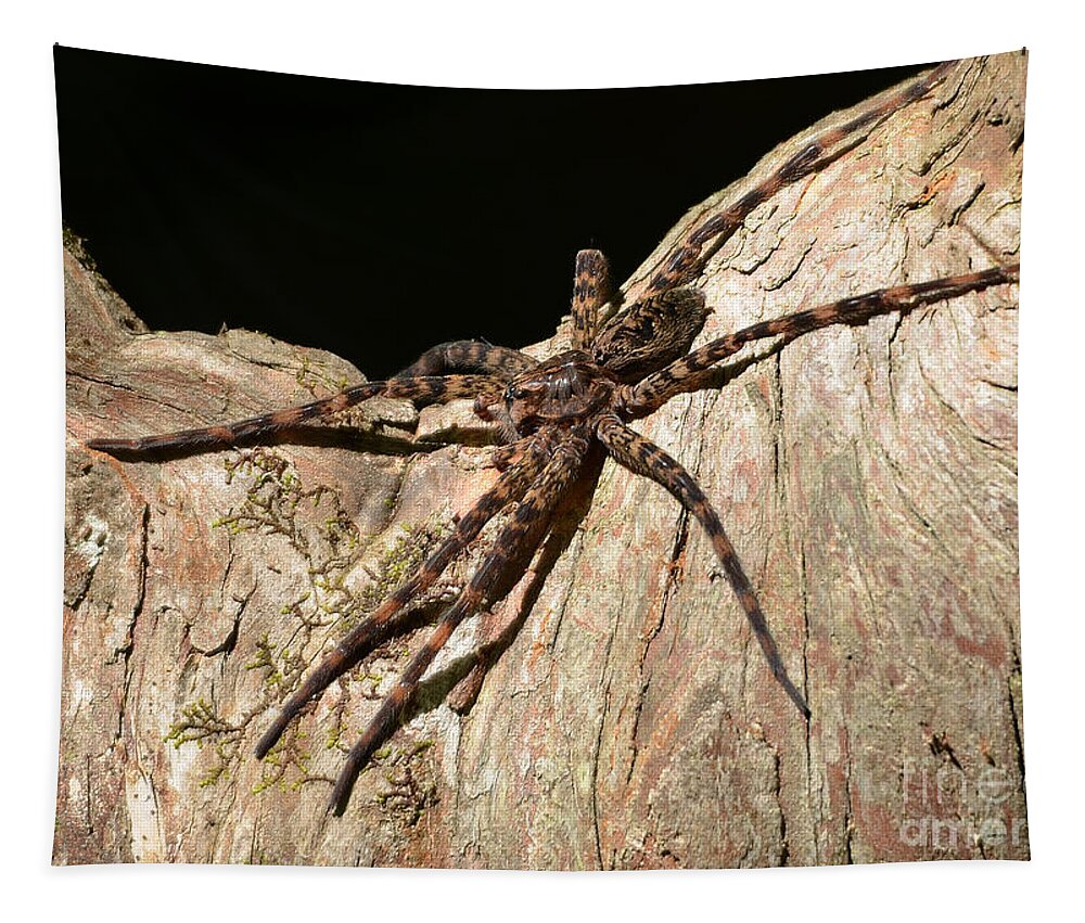 Spider Tapestry featuring the photograph Fishing Spider by Kathy Baccari
