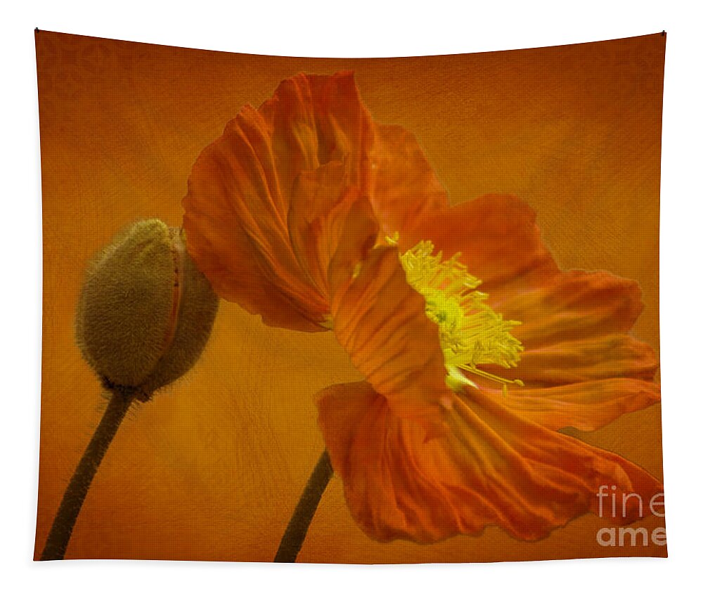 Orange Tapestry featuring the photograph Flaming Beauty by Heiko Koehrer-Wagner