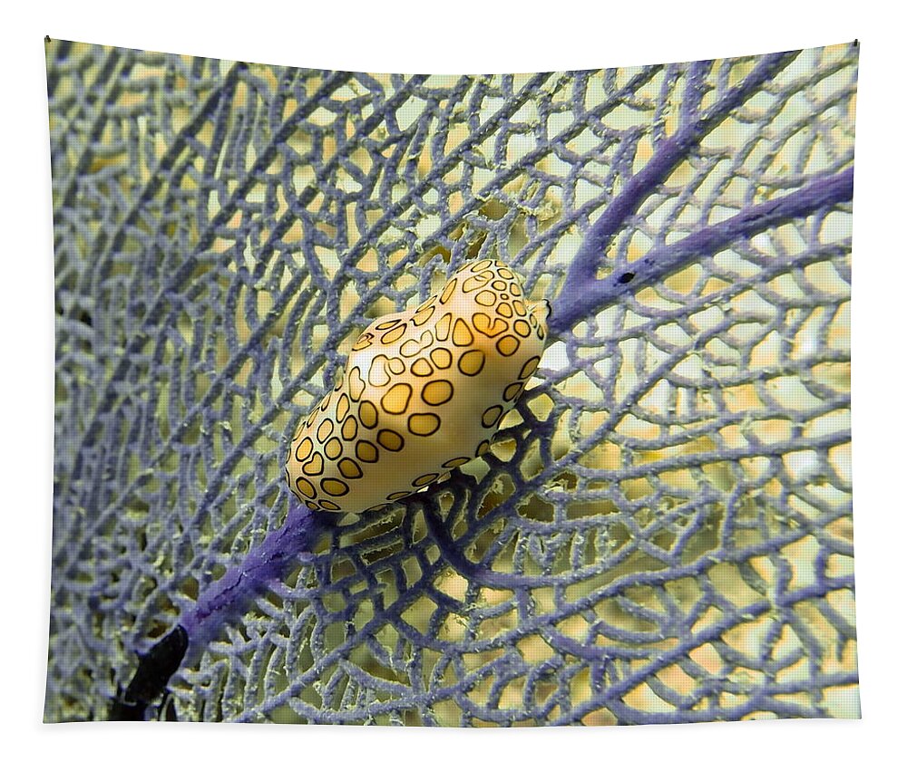 Flamingo Tapestry featuring the photograph Flamingo Tongue Snail on Purple Fan Coral by Amy McDaniel