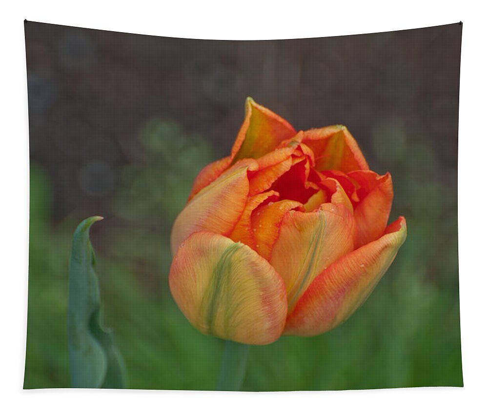 Tulip Tapestry featuring the photograph Floating Spring by Kathy Paynter