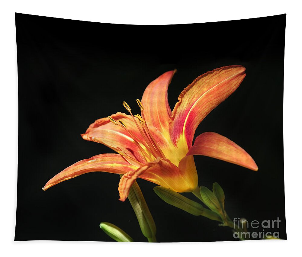 Lily Tapestry featuring the photograph Flower on black background by Jelena Jovanovic