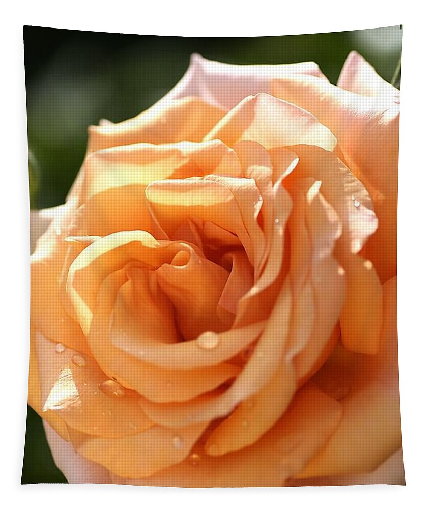 Flower Tapestry featuring the photograph Flower-orange-rose by Joy Watson