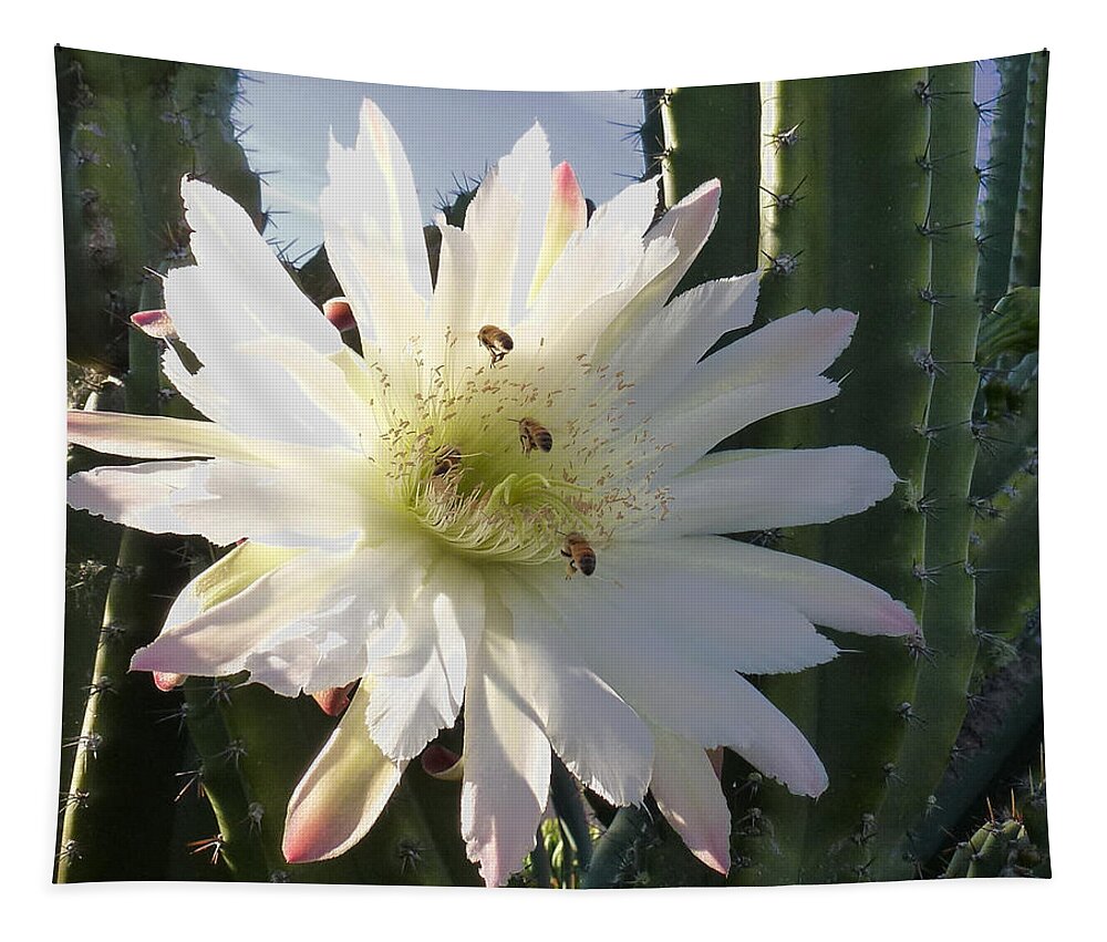 Cactus Tapestry featuring the photograph Flowering Cactus 5 by Mariusz Kula