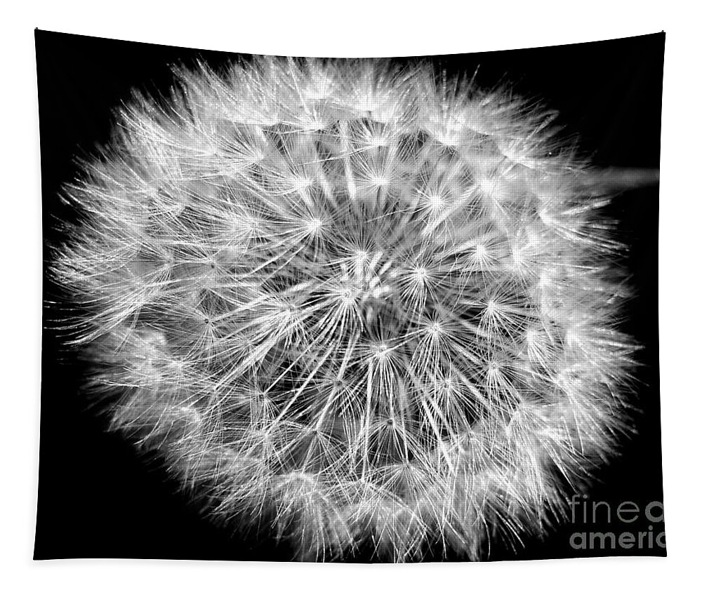 Dandelion Tapestry featuring the photograph Fluffy Dandelion On Black by Nina Ficur Feenan
