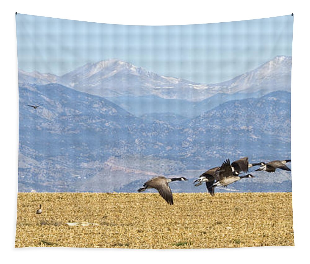 Cackling Goose Tapestry featuring the photograph Flying Canadian Geese Rocky Mountains Panorama 2 by James BO Insogna