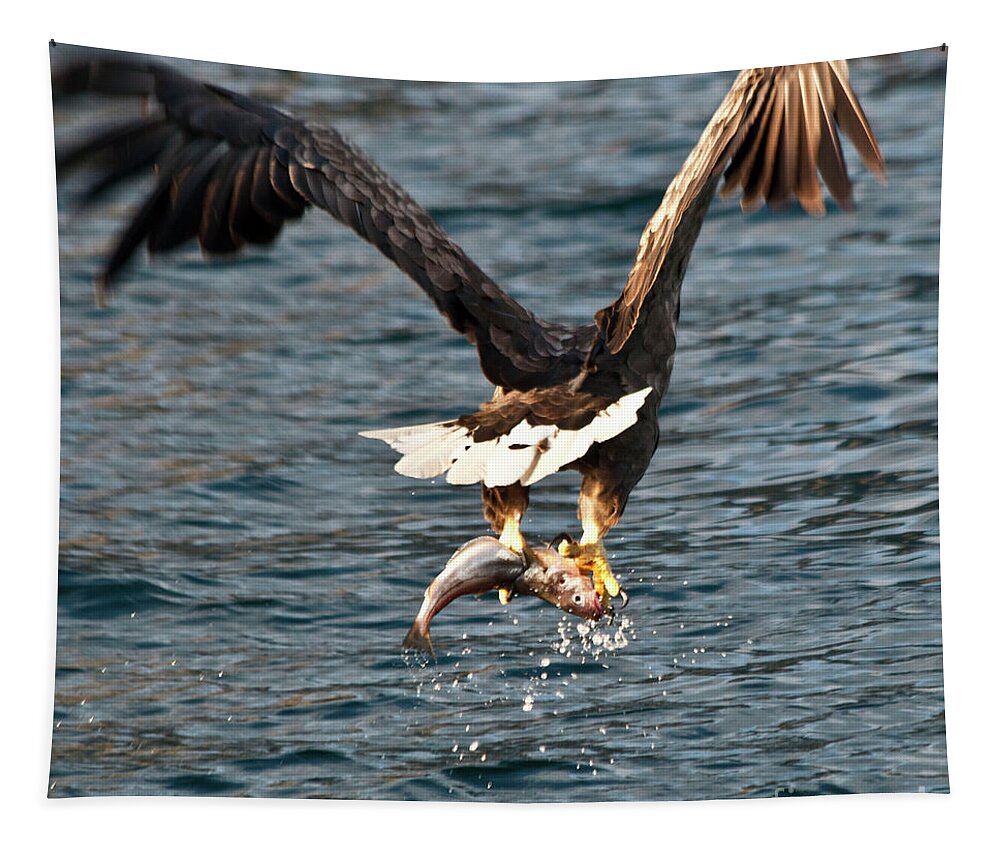 White_tailed Eagle Tapestry featuring the photograph Flying European Sea Eagle 3 by Heiko Koehrer-Wagner