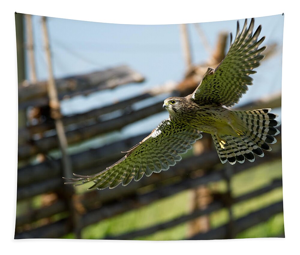 Flying Kestrel Tapestry featuring the photograph Flying Kestrel by Torbjorn Swenelius