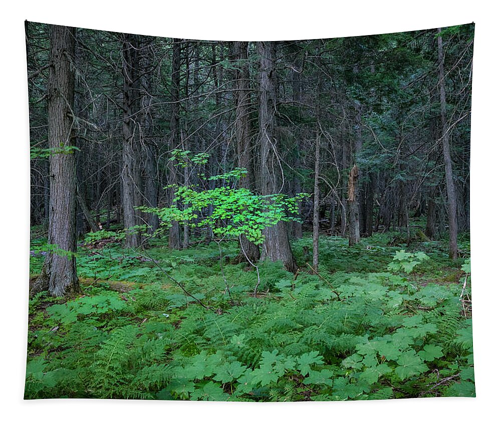 Glacier National Park Tapestry featuring the photograph Forest Floor Glacier National Park by Rich Franco