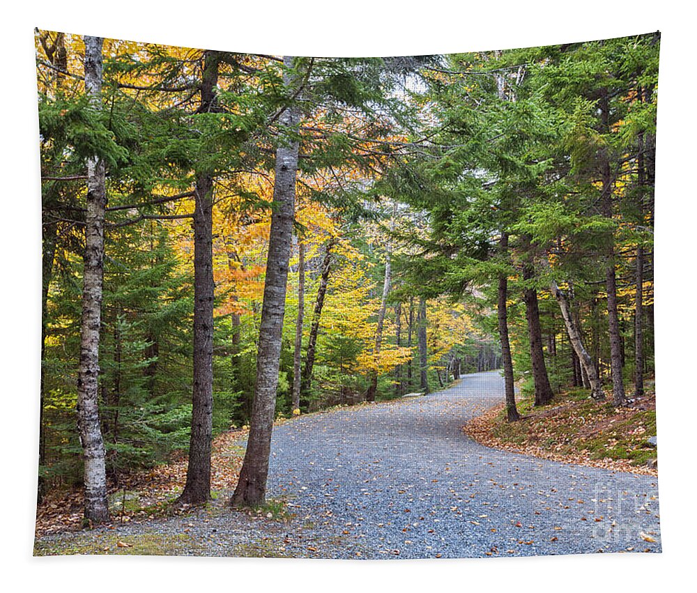Autumn Tapestry featuring the photograph Forest path Autumn Acadia National Park by Ken Brown