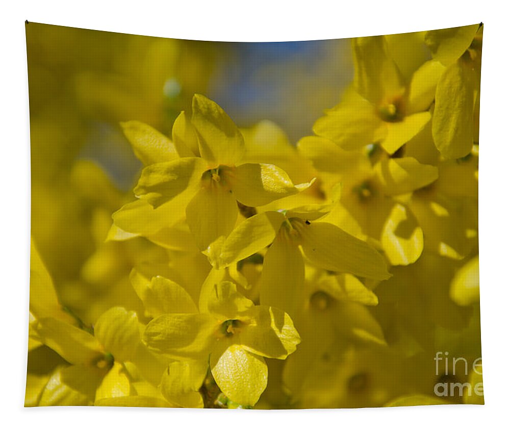 Forsythia Tapestry featuring the photograph Forsythia by Laurel Best