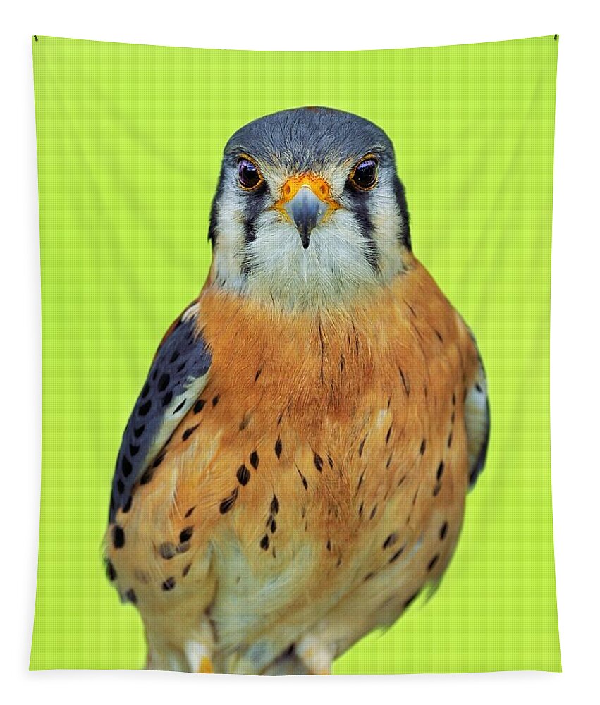 American Kestrel Tapestry featuring the photograph Forward Focus by Tony Beck