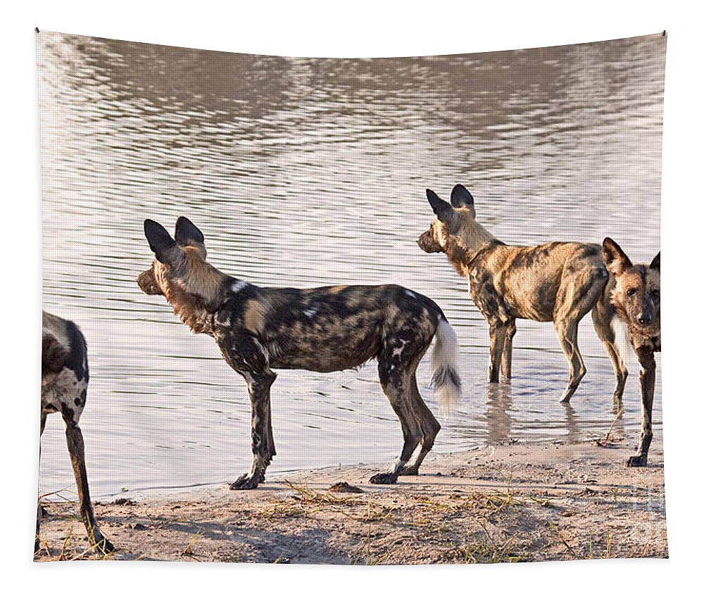 Carnivore Tapestry featuring the photograph Four alert African Wild Dogs by Liz Leyden