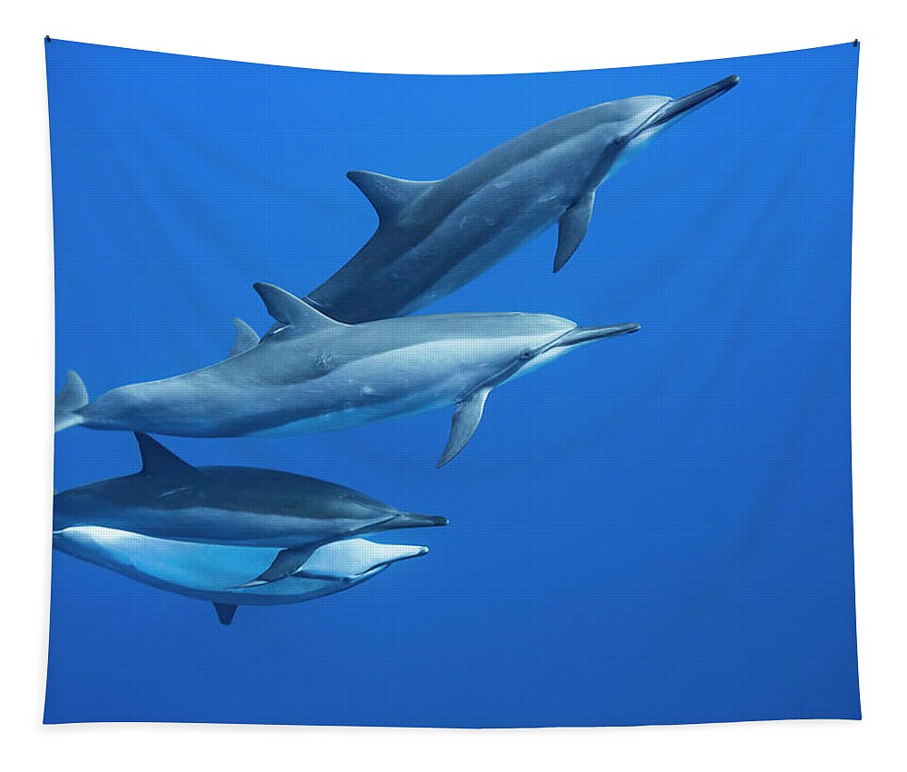 Cetacea Tapestry featuring the photograph Four Spinner Dolphin Stenella by Dave Fleetham