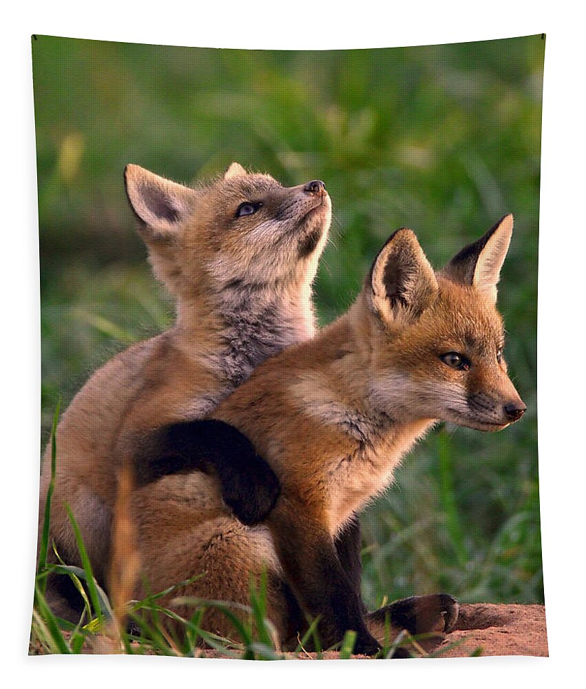 Fox Tapestry featuring the photograph Fox Cub Buddies by William Jobes