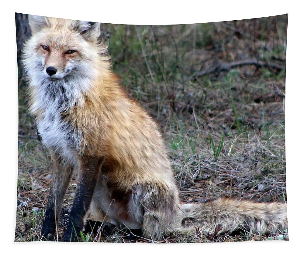 Fox Tapestry featuring the photograph Foxy Lady by Fiona Kennard