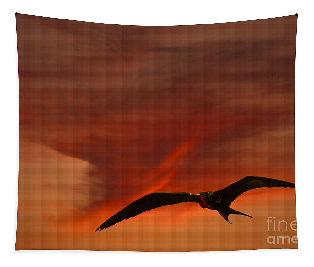 Animal Tapestry featuring the photograph Frigate Bird by Ron Sanford