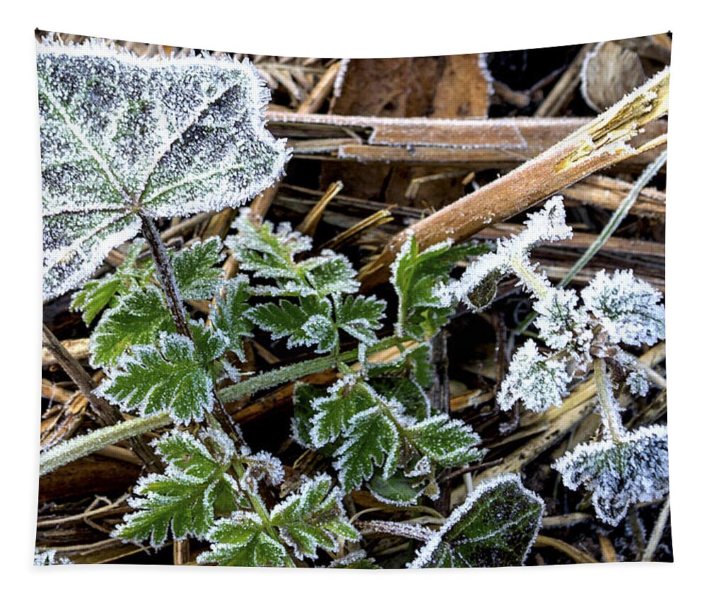 Frost Tapestry featuring the photograph Frosty by Spikey Mouse Photography