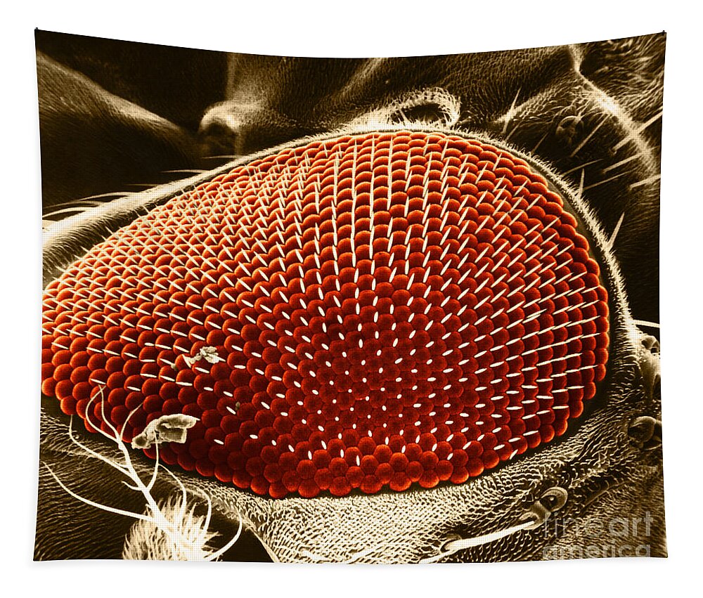 Fruitfly Tapestry featuring the photograph Fruit Fly Eye SEM by Omikron