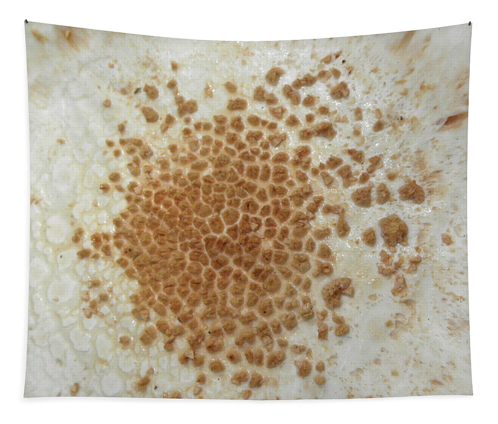 Mushroom Tapestry featuring the photograph Fungi Dimensions by Kim Galluzzo