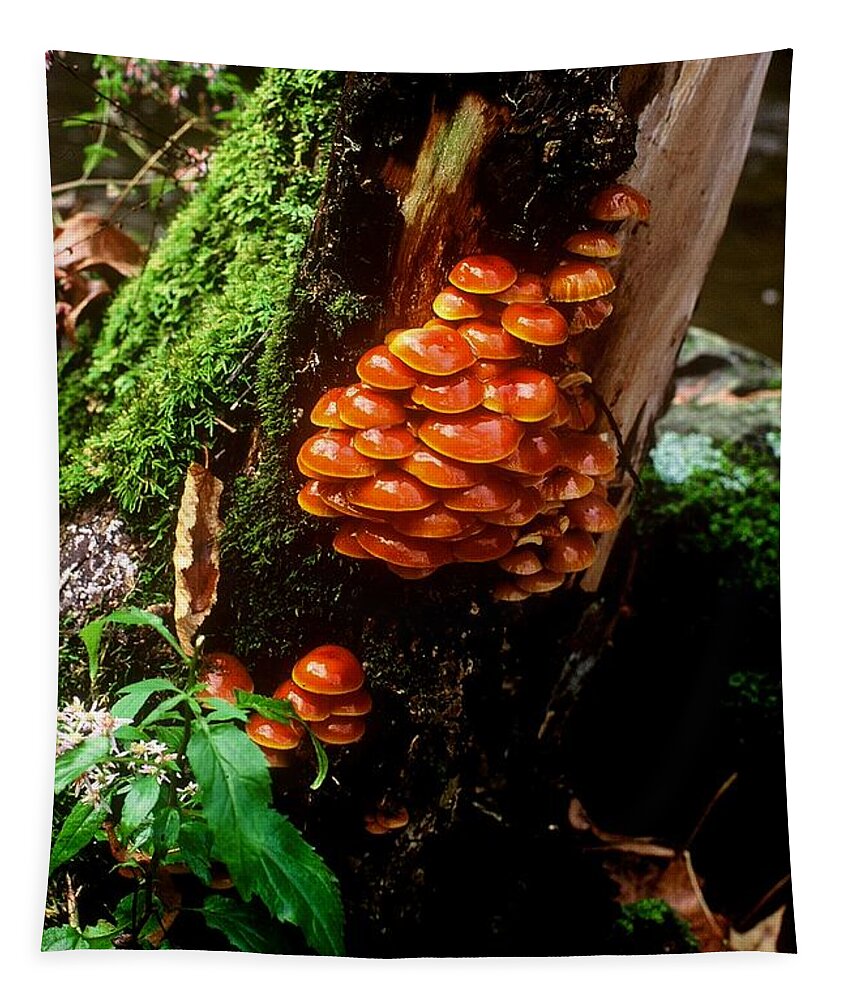 Fine Art Tapestry featuring the photograph Fungi by Rodney Lee Williams