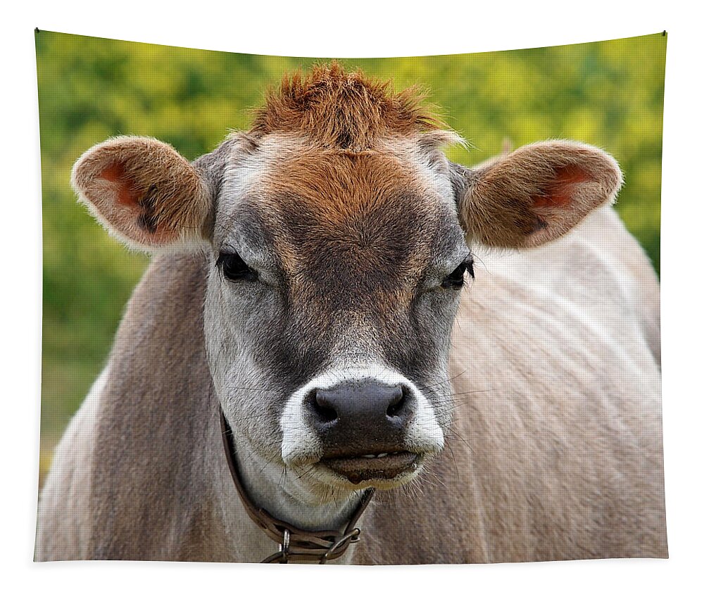Jersey Cow Tapestry featuring the photograph Funny Jersey Cow -Square by Gill Billington