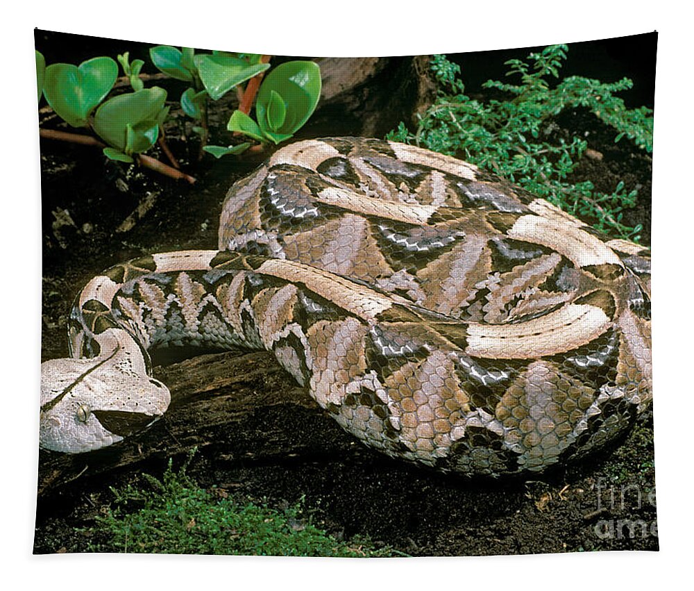 Gaboon Viper Tapestry featuring the photograph Gaboon Viper by ER Degginger