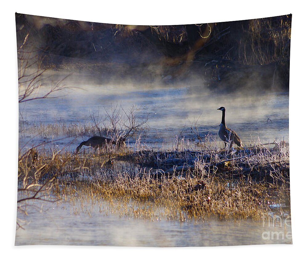 Canadian Geese Tapestry featuring the photograph Geese Taking a Break by Jennifer White