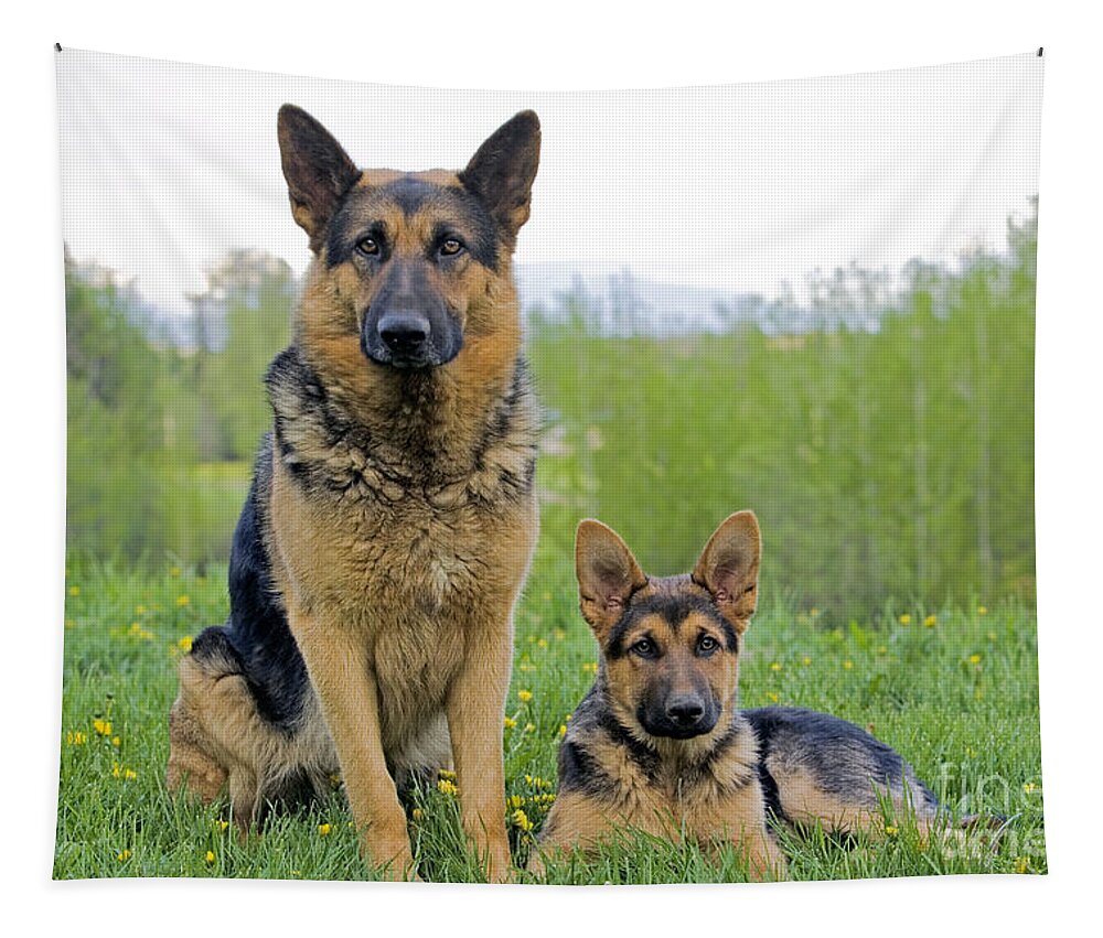Dog Tapestry featuring the photograph German Shepherd And Puppy by Rolf Kopfle