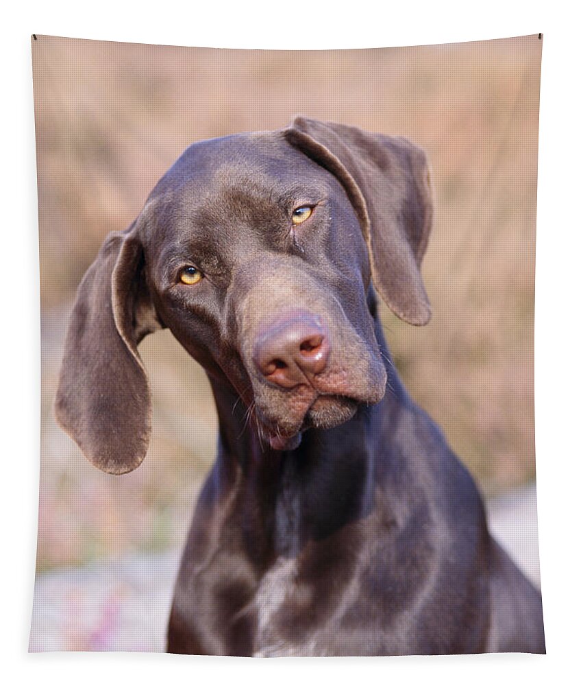 German Short-haired Pointer Tapestry featuring the photograph German Short-haired Pointer Puppy by John Daniels