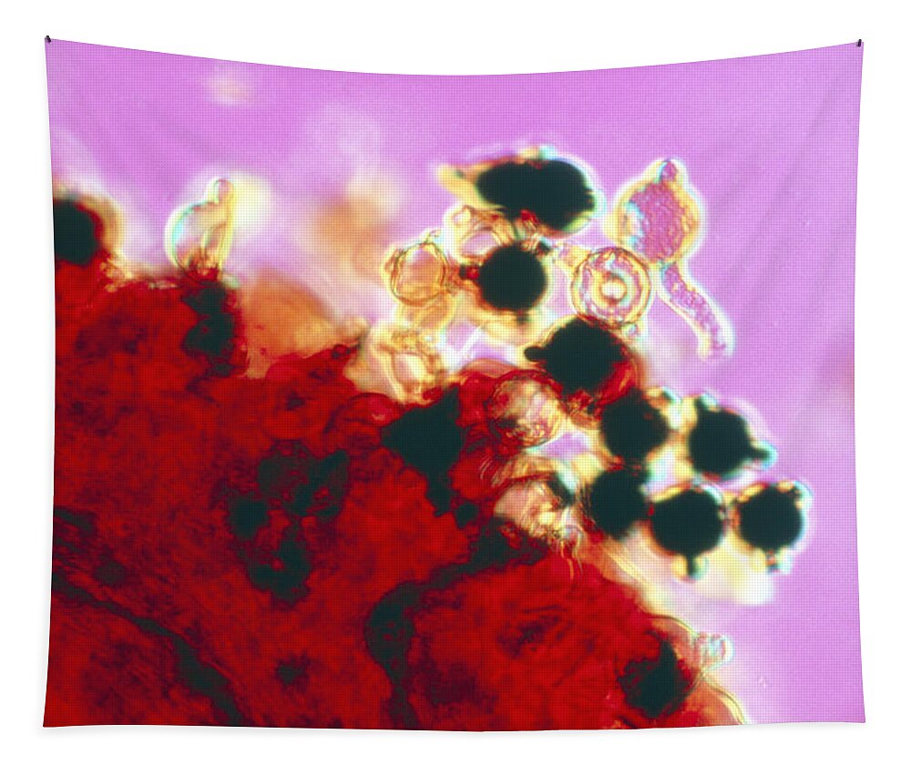Epilobium Tapestry featuring the photograph Germinating Pollen Grains by Perennou Nuridsany