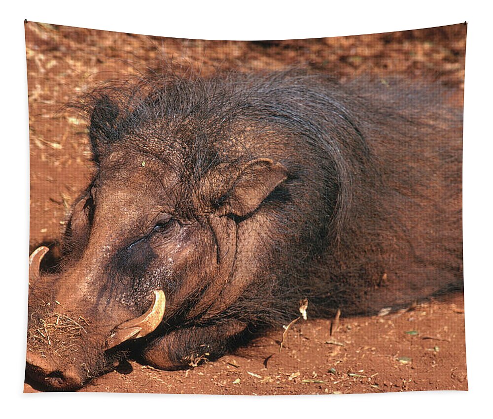 Africa Tapestry featuring the photograph Giant Forest Hog by Marshall Sklar