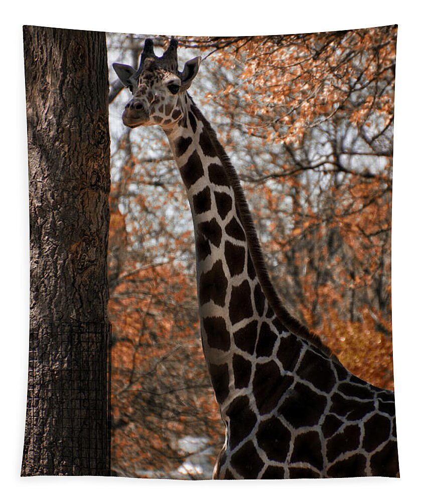 Giraffe Tapestry featuring the photograph Giraffe Posing by Thomas Woolworth