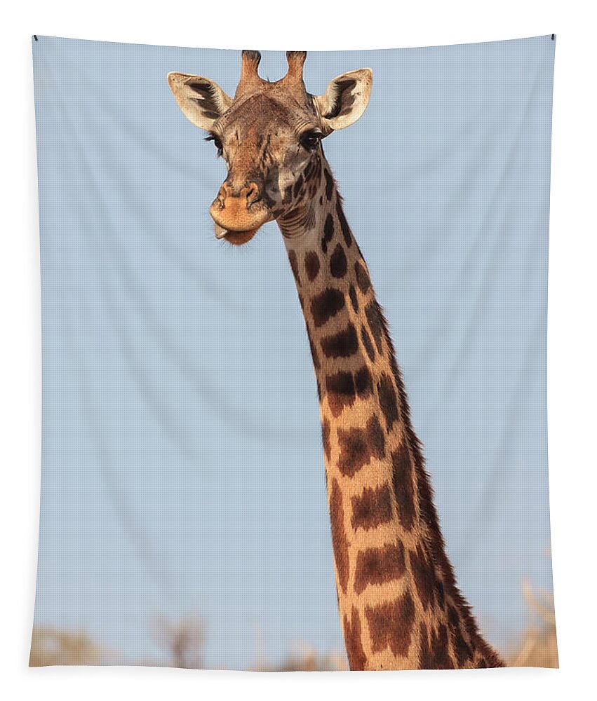 3scape Photos Tapestry featuring the photograph Giraffe Tongue by Adam Romanowicz