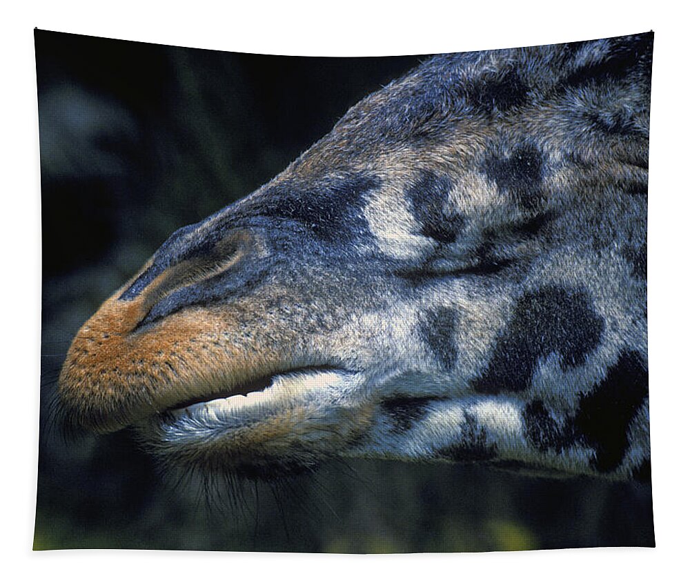 Giraffe Tapestry featuring the photograph Giraffe's Mouth by Paul W Faust - Impressions of Light