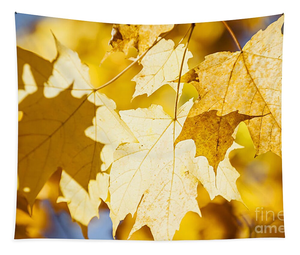 Maple Tapestry featuring the photograph Yellow maple leaves glow by Elena Elisseeva