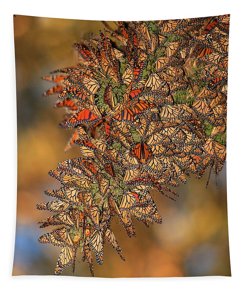 Bug Tapestry featuring the photograph Golden Cluster by Beth Sargent