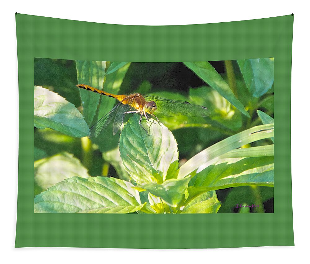 Bugs Tapestry featuring the photograph Golden Dragonfly on Mint by Kristin Hatt