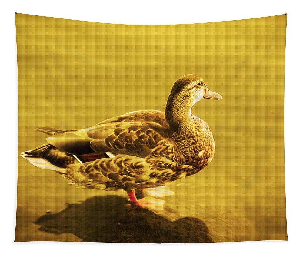 Photography Tapestry featuring the photograph Golden Duck by Nicola Nobile