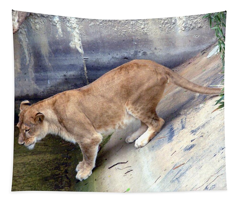 Animal Tapestry featuring the photograph Golden Fur Lioness by Joseph Baril