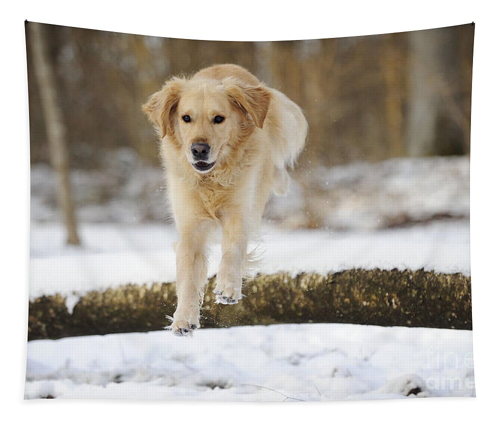 Dog Tapestry featuring the photograph Golden Retriever Jumping by John Daniels