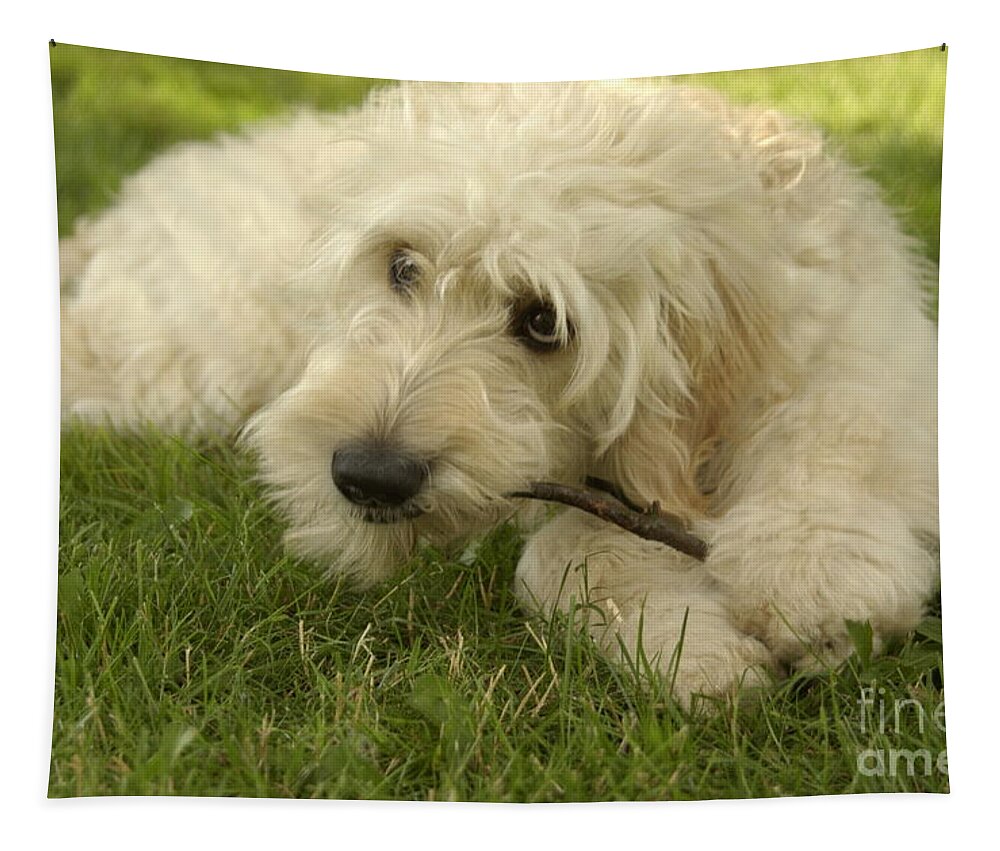 Dog Tapestry featuring the photograph Goldendoodle Pup with Stick by Anna Lisa Yoder