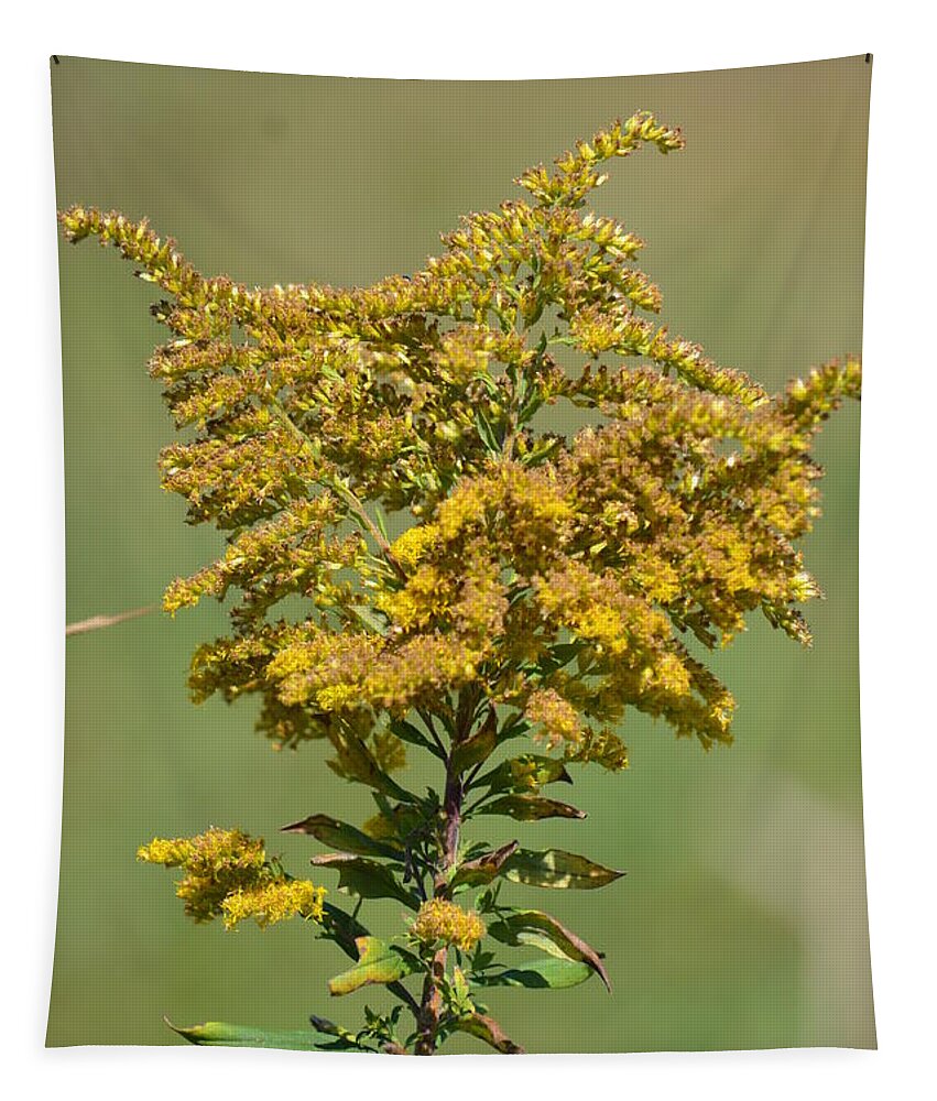 Goldenrod In Autumn Tapestry featuring the photograph Goldenrod in Autumn by Maria Urso