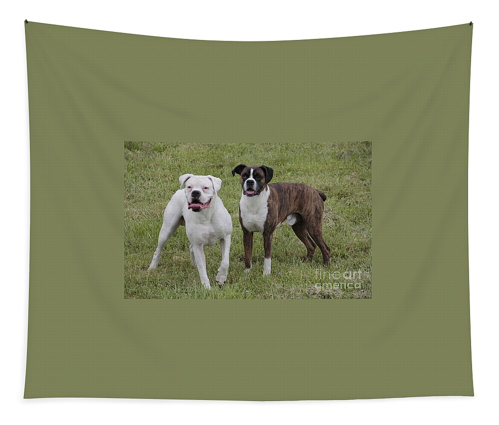 Dogs Tapestry featuring the photograph Boxer Dogs Friends by Valerie Collins