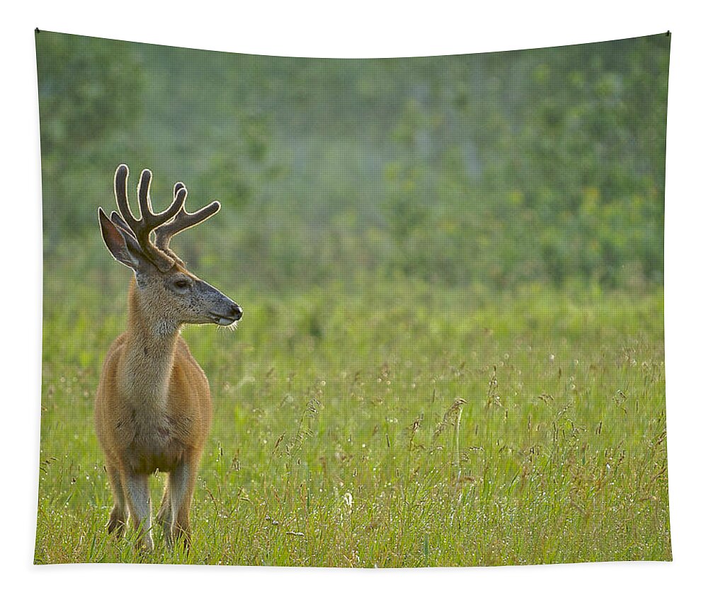 Alberta Tapestry featuring the photograph Good Morning Deer by Bill Cubitt