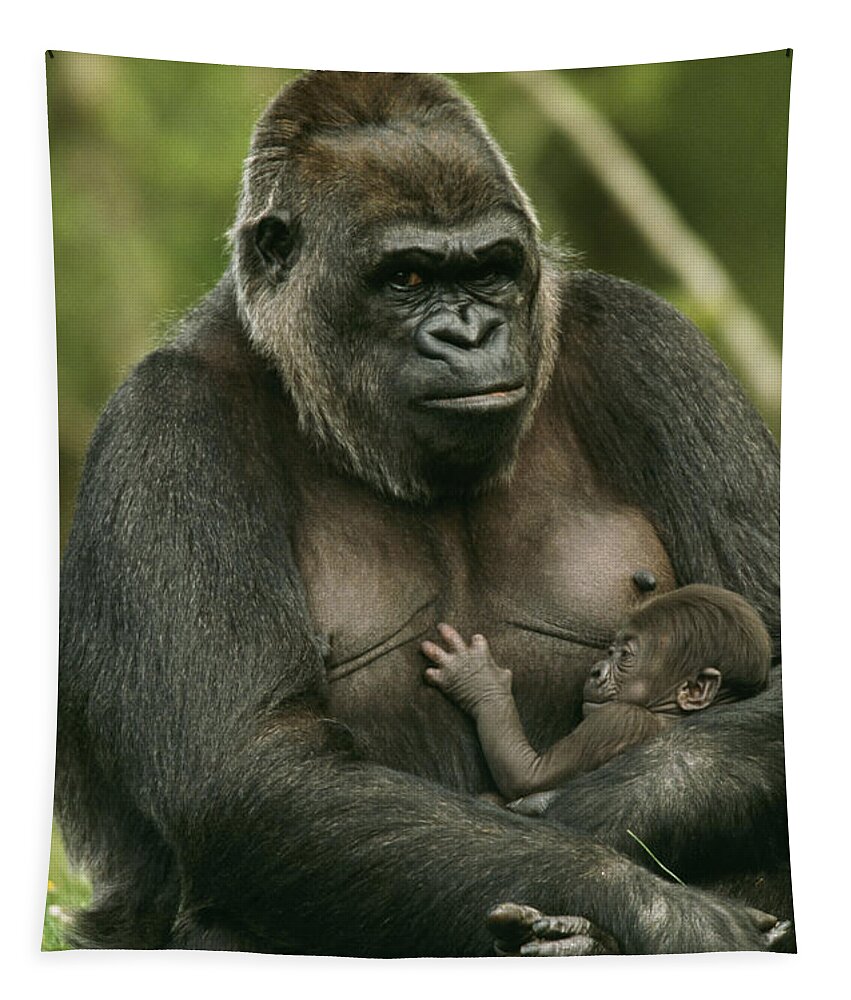 Gorilla Tapestry featuring the photograph Gorilla With Baby by M. Watson