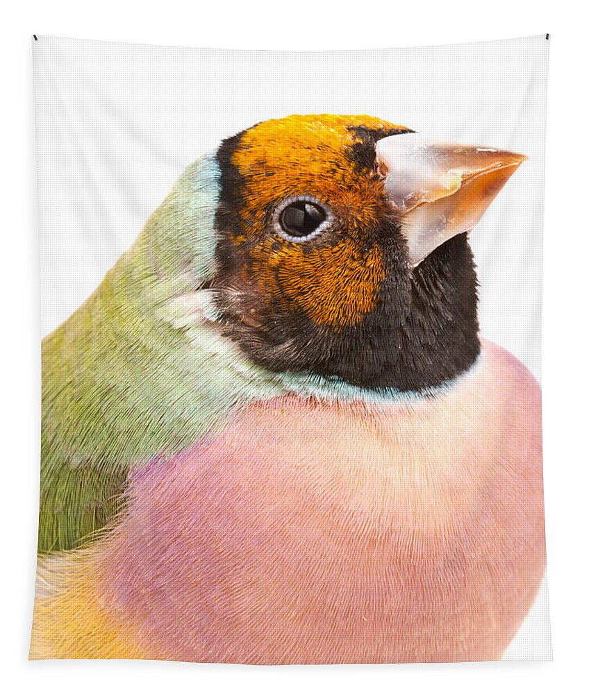 Animal Tapestry featuring the photograph Gouldian Finch Erythrura Gouldiae by David Kenny