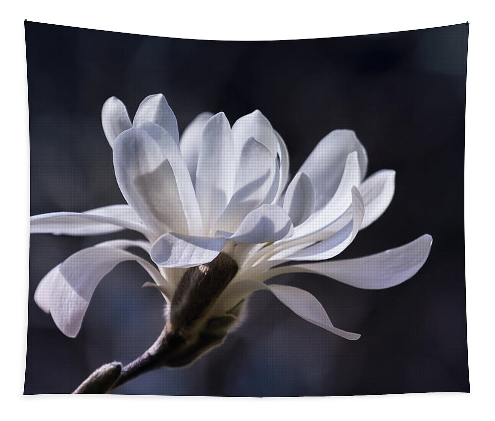 Star Magnolia Tapestry featuring the photograph Grace - No. 2 by Belinda Greb